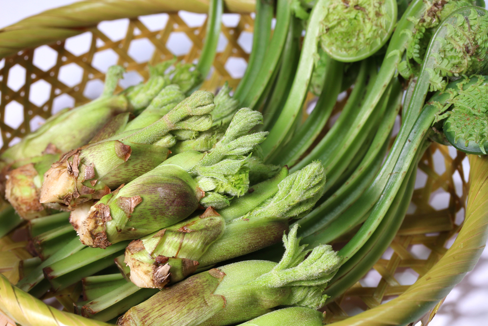 季節の料理で健康増進！春に食べたいおすすめの山菜をご紹介します