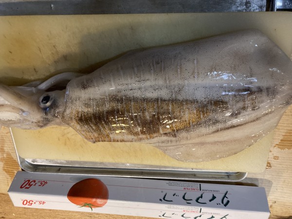 イカの王様買ってきました^_^サムネイル
